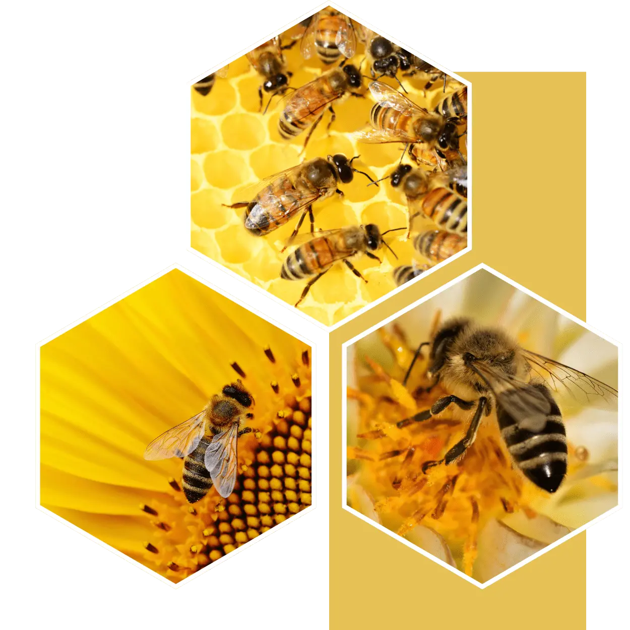 ÚPLNE NEPOŠKODENÉ - Priateľské k včelám